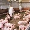 Свиноводы Украины пока не готовы к значительным поставкам продукции в ЕС
